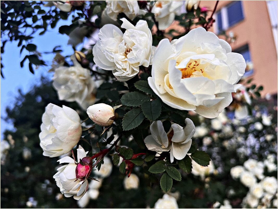 Картинка лета. - Валерия Комова Картинка лета. - Валерия Комова