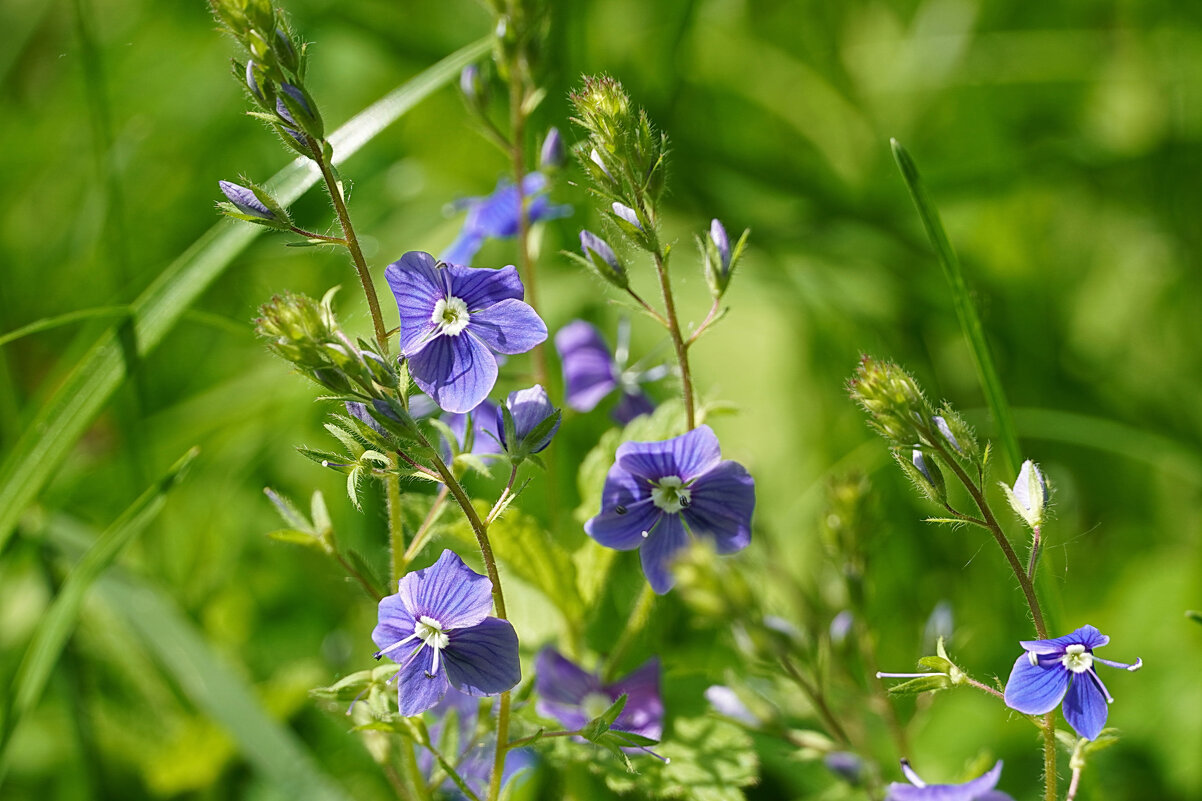 Июньские синеглазки - Галина Кан