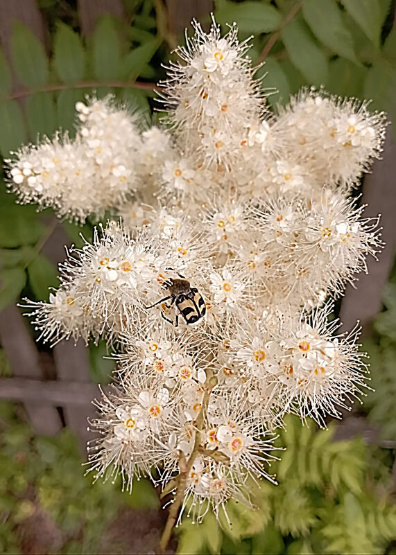***** - Елена Семигина