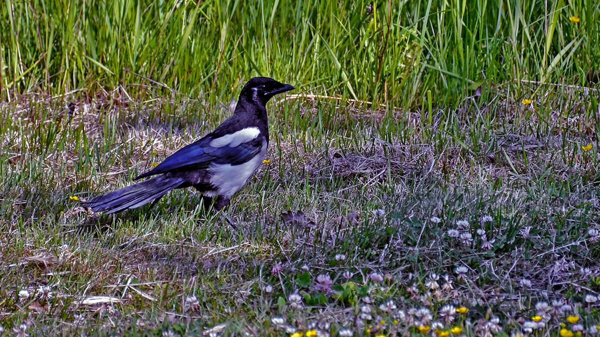 Сорока - Alexandеr P