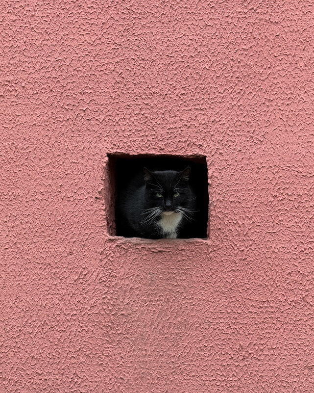 Наблюдатель - Владимир Гвозд