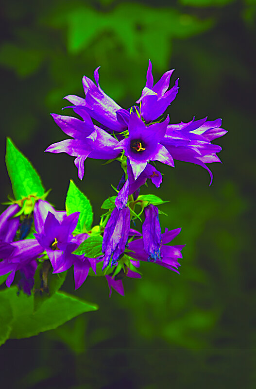 Колокольчики - Владимир Кроливец Колокольчики - Владимир Кроливец