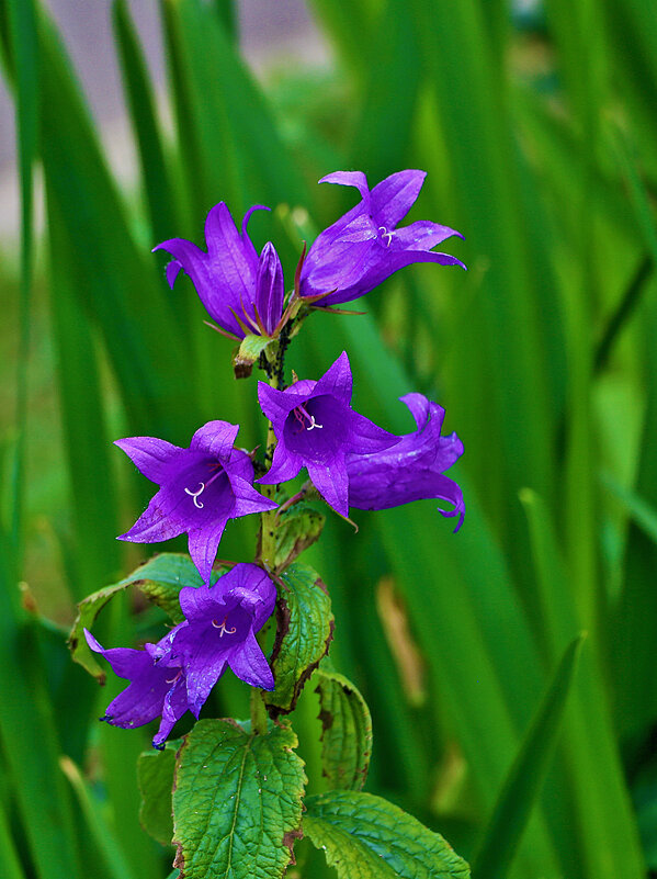 Кампанулка - Светлана 