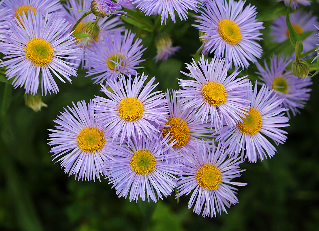 Мелколепестник луговой - Светлана Мелколепестник луговой - Светлана