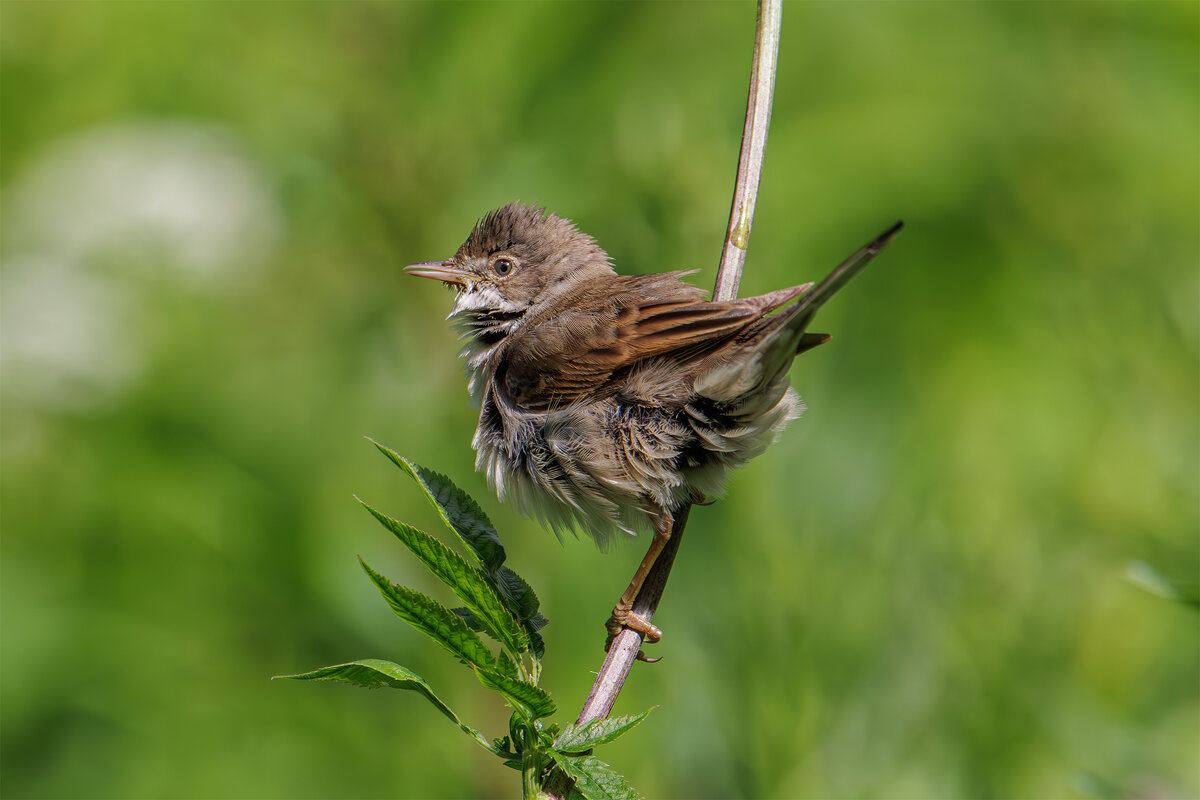 Серая славка - Sergey38 