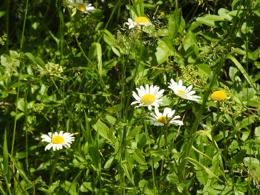 **** - ИННА ПОРОХОВА