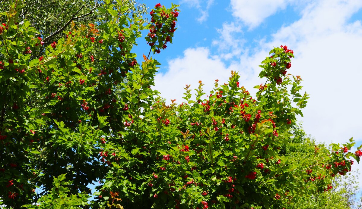 В летнем наряде. - Василий Палий
