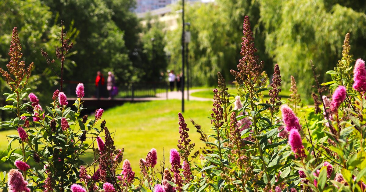 Яркий первый план. - Василий Палий