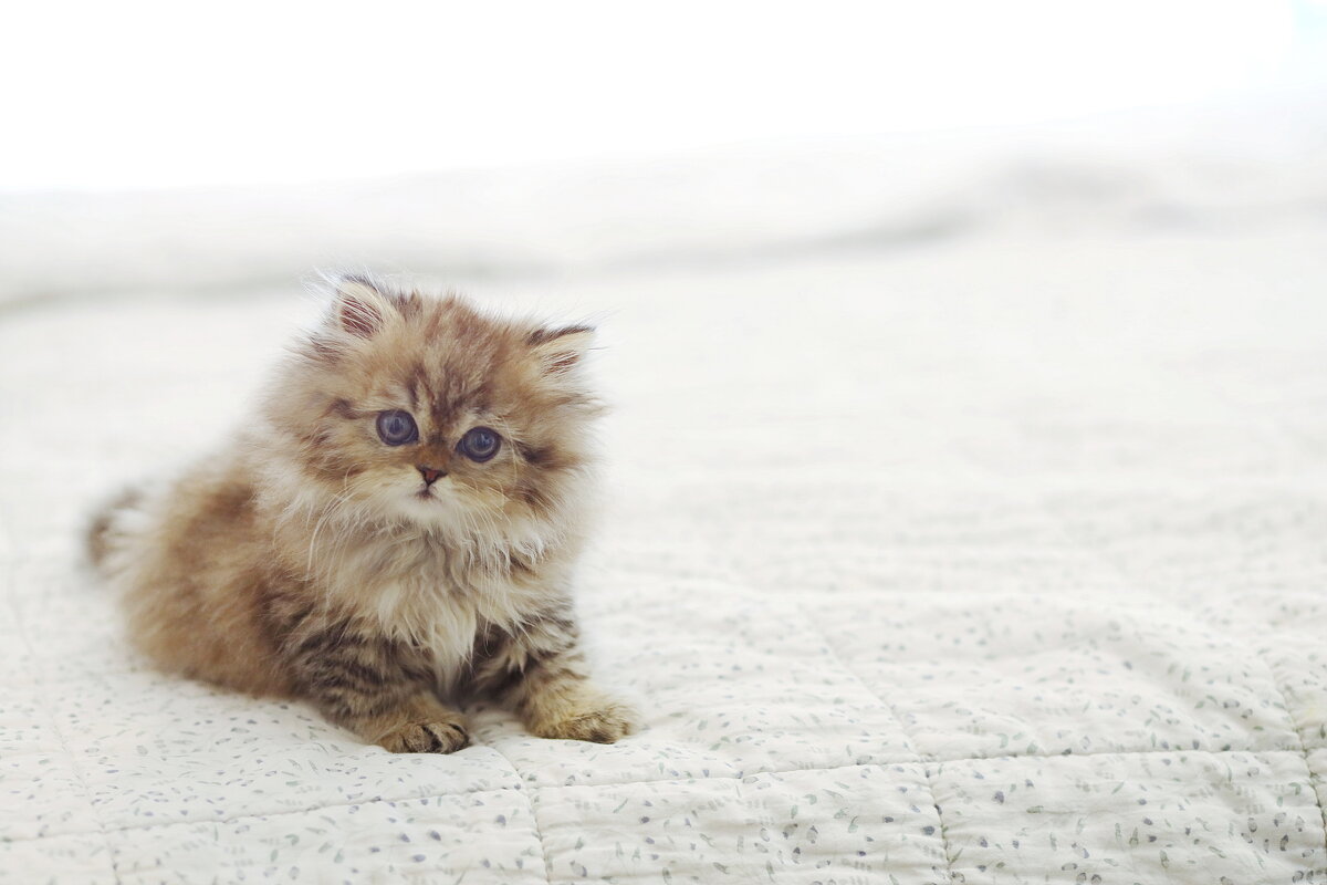 Кисюня. - Оля Богданович