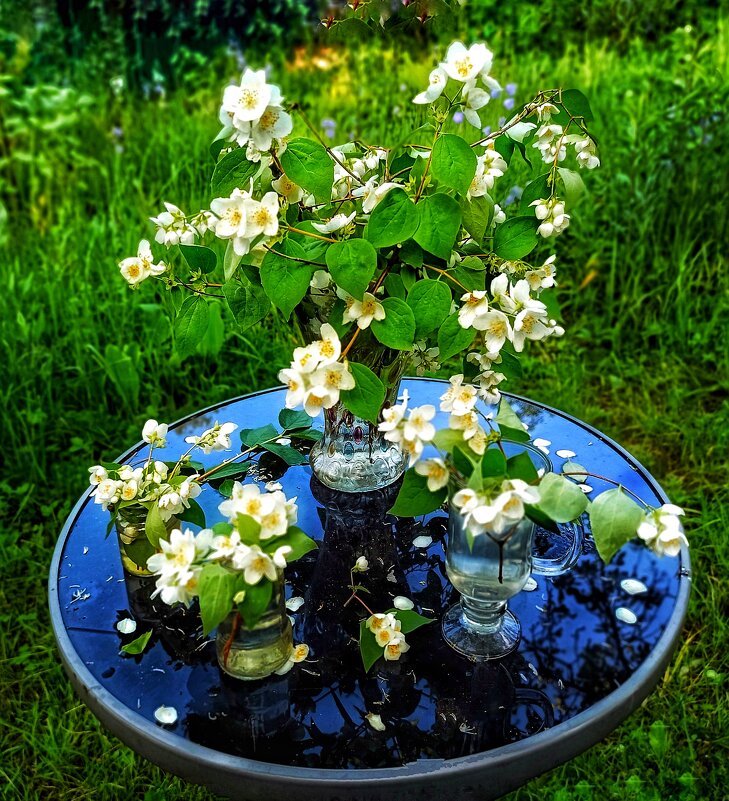 Жасмин цветёт, благоухая - veilins veilins