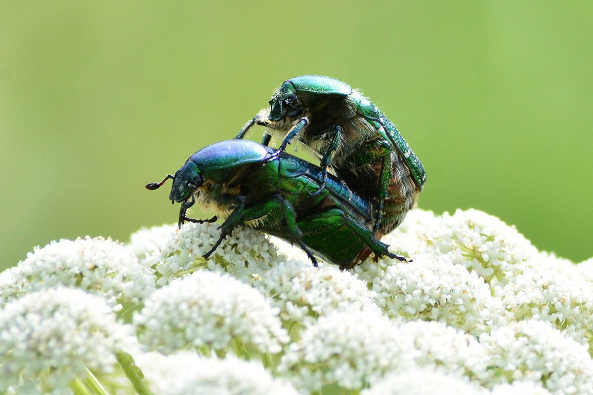 На пуховой перине - Геннадий Супрун На пуховой перине - Геннадий Супрун