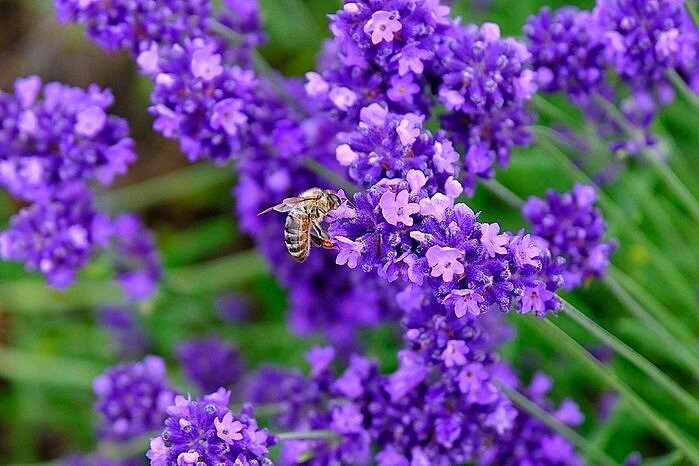 * * * - Елена * * * - Елена