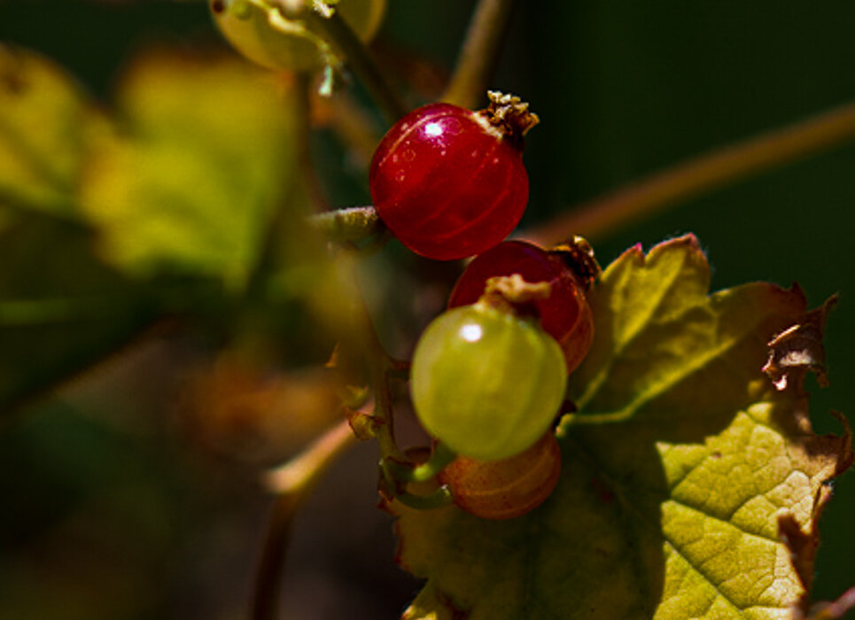 Смородина - Светлана SvetNika17 Смородина - Светлана SvetNika17