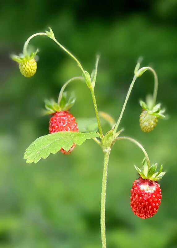 Первые ягоды - Михаил Свиденцов
