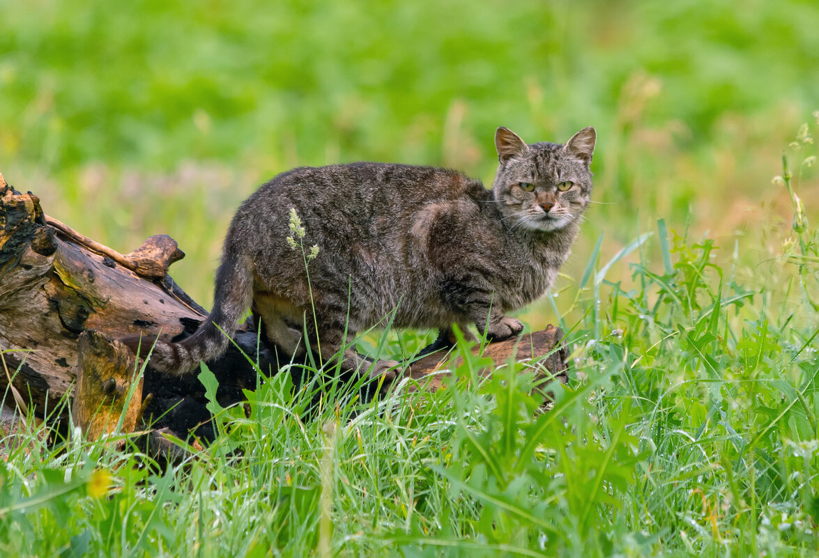 нехороший взгляд))) - Виталий Емельянов нехороший взгляд))) - Виталий Емельянов