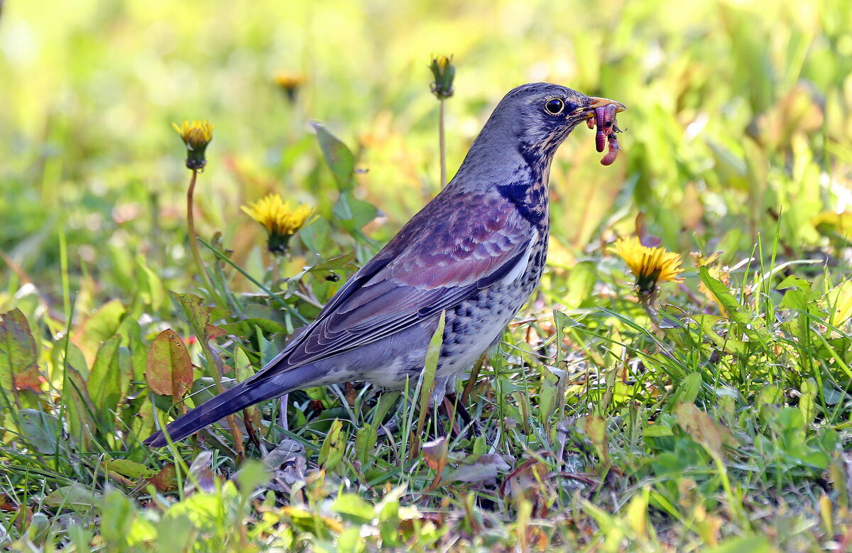 дрозд - Михаил Бибичков