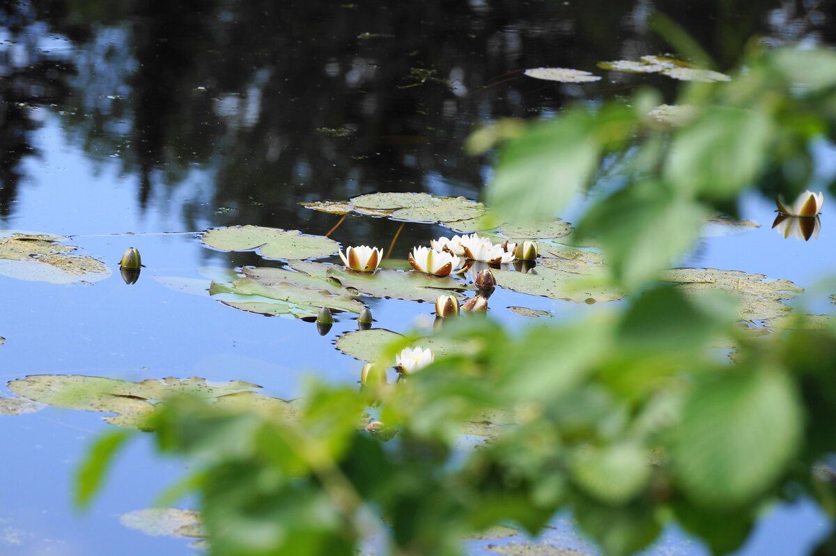 На пруду - Сергей Ц