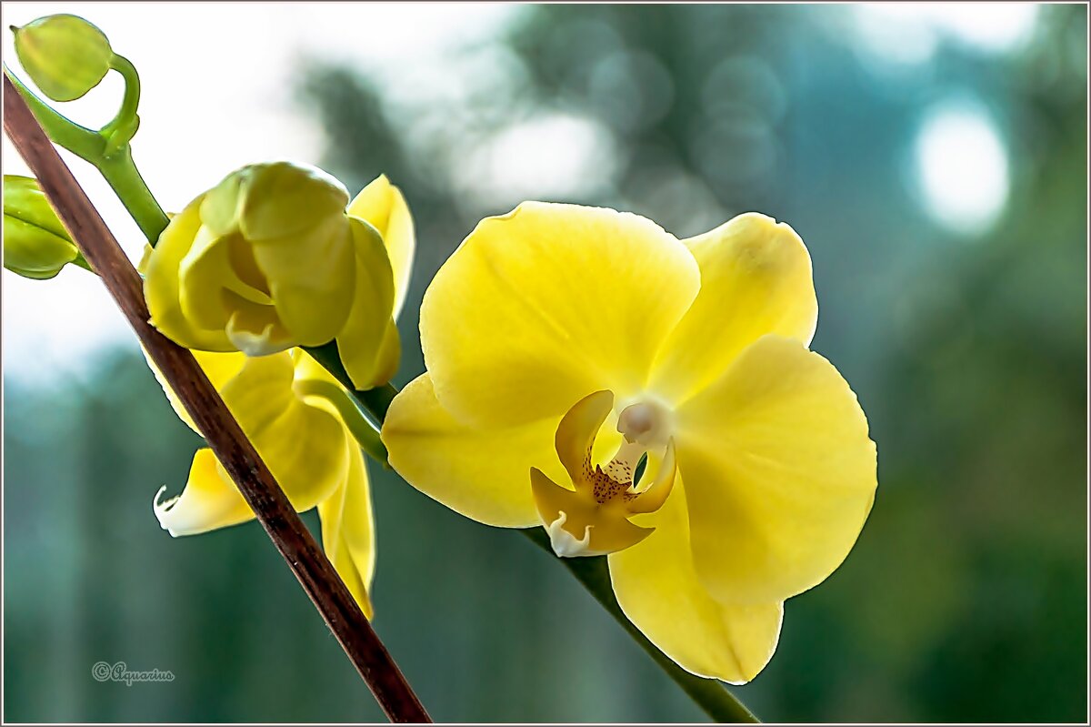 Про цветы ... - Aquarius - Сергей