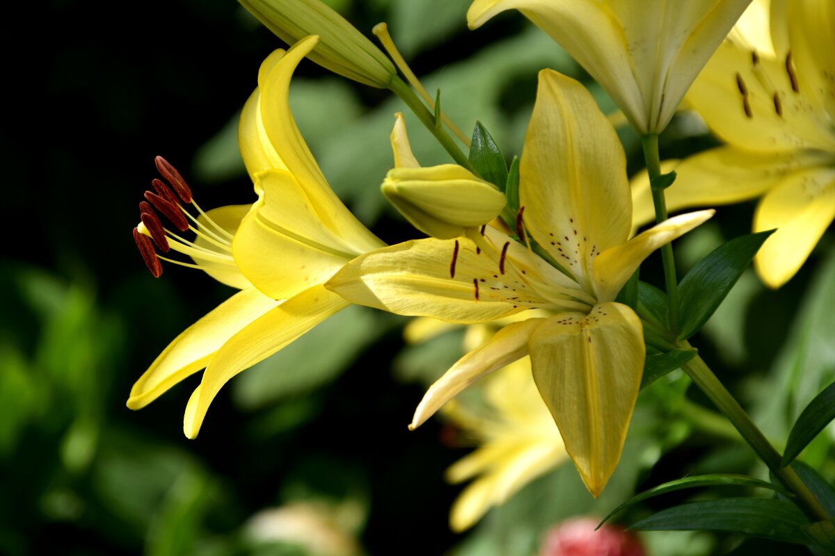 *** - Павленко Михаил 