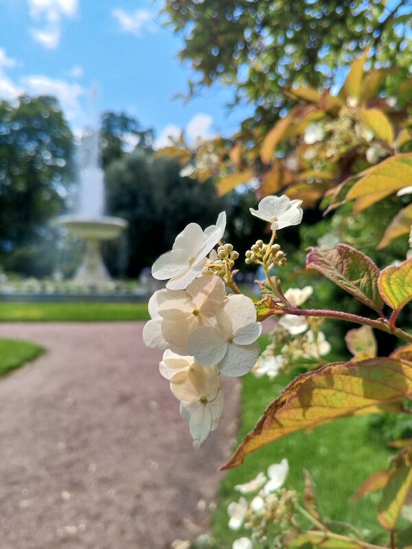 Гортензия - Сапсан 