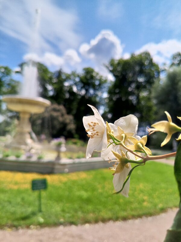 Чубушник - Сапсан 