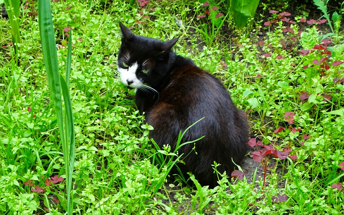 Случайный снимок в городе. - Милешкин Владимир Алексеевич 