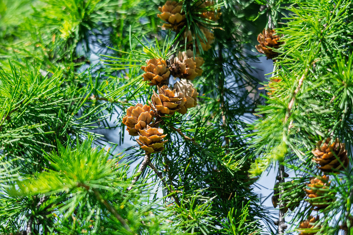 Лиственница. - Виктор Иванович Чернюк Лиственница. - Виктор Иванович Чернюк
