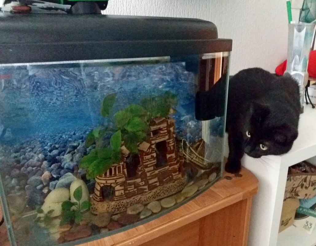 Охотница - Galina Solovova