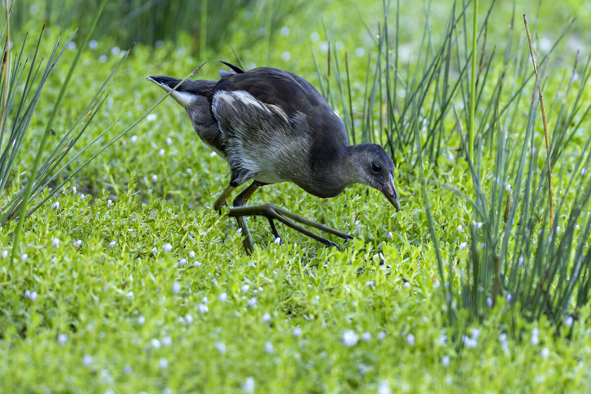 Камышница. - Alexander Amromin