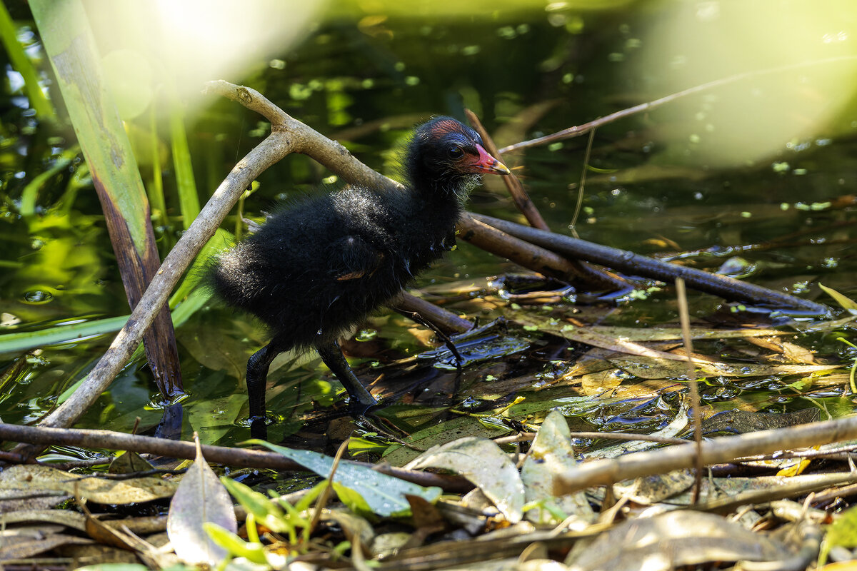 Цыпленок камышницы. - Alexander Amromin