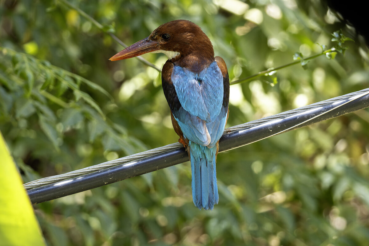 Красноклювая альциона. - Alexander Amromin