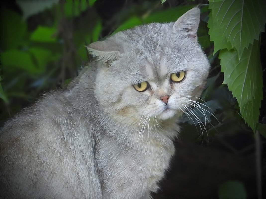 Грустный кот - Алексей Кадыков