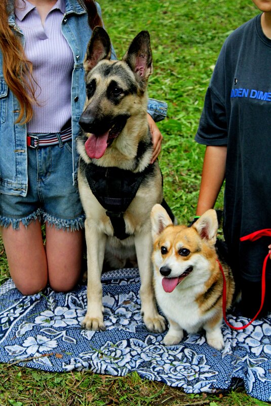 ВЕО и Корги - Дмитрий (Горыныч) Симагин