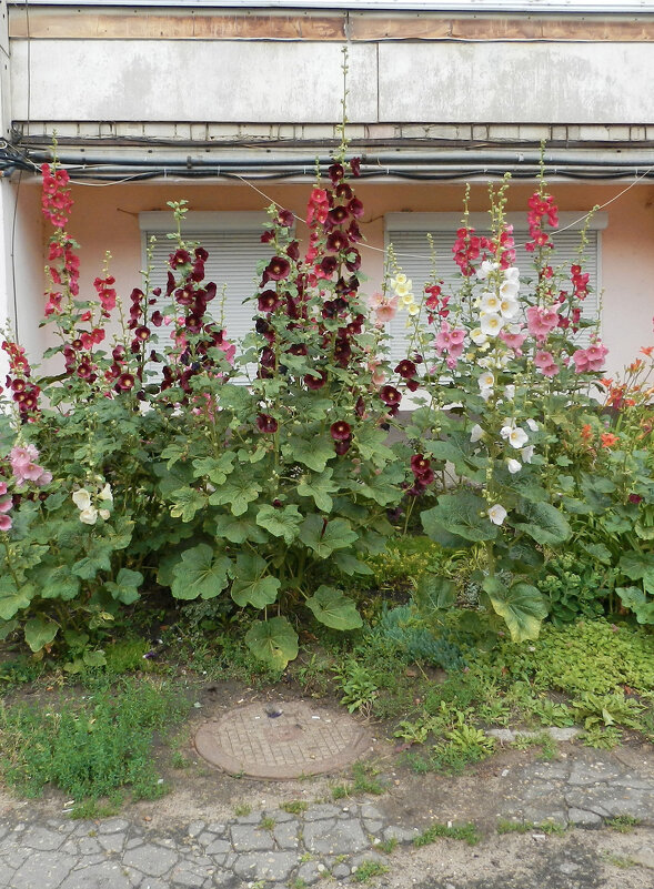 городские цветы - Лера 