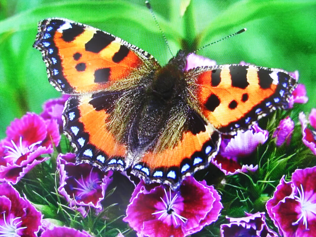 На гвоздике - Людмила Смородинская