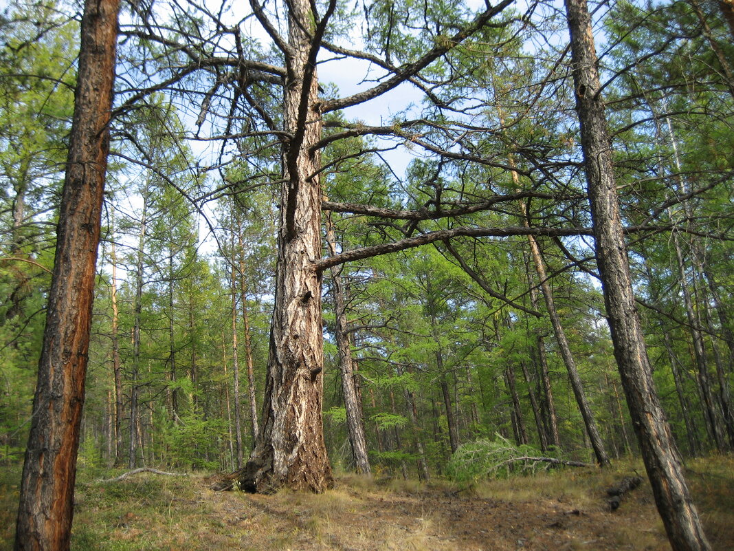 лесные прогулки - Anna Ivanova