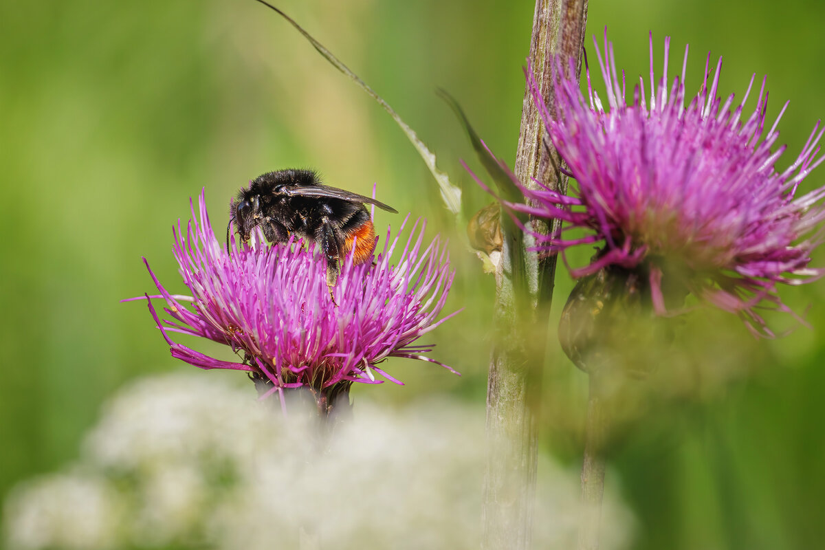 Каменный шмель - Sergey38 