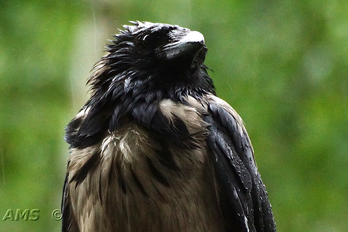 Нюшенька - kolyeretka 