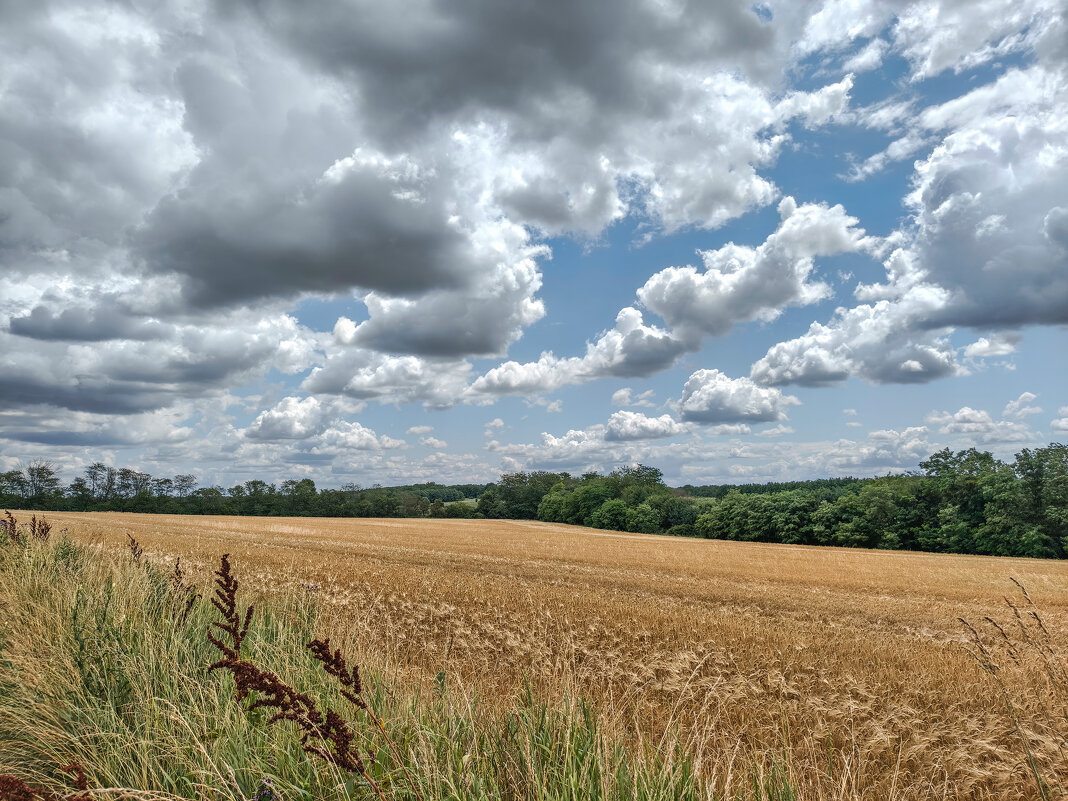 Поле пшеницы - Валерий Ткаченко