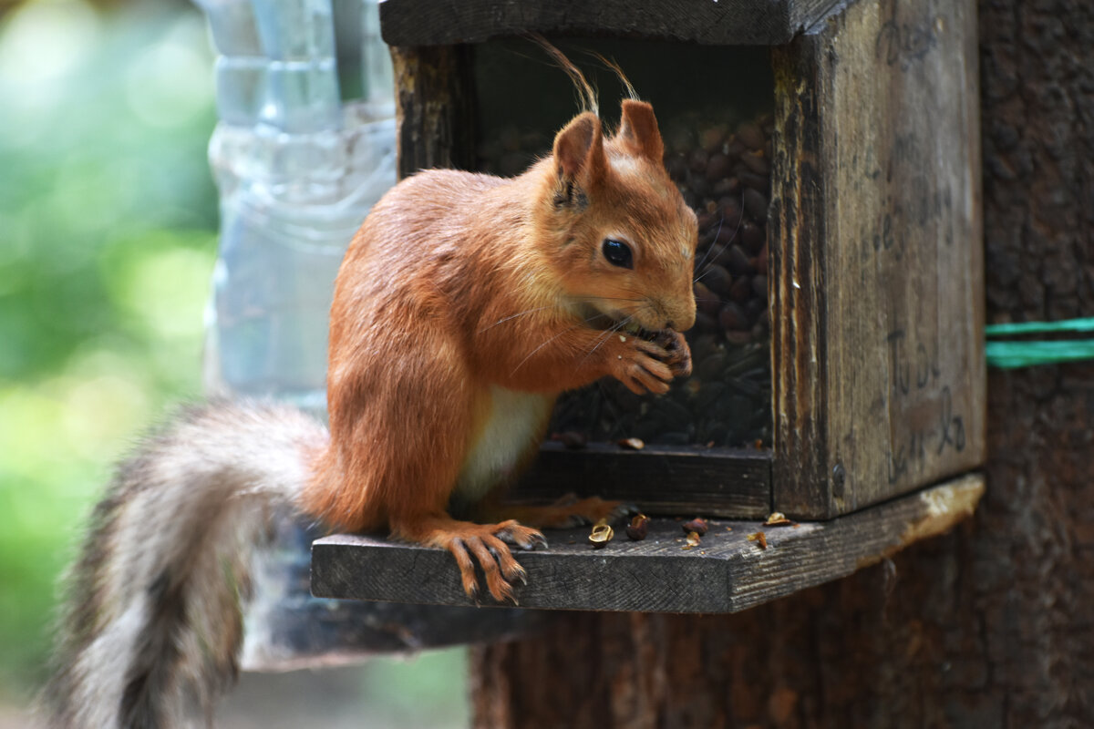 Москва. Белки Нескучного сада. - Наташа *****