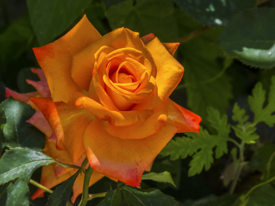 Оранжевая роза,Флорибунда - Валентин Семчишин