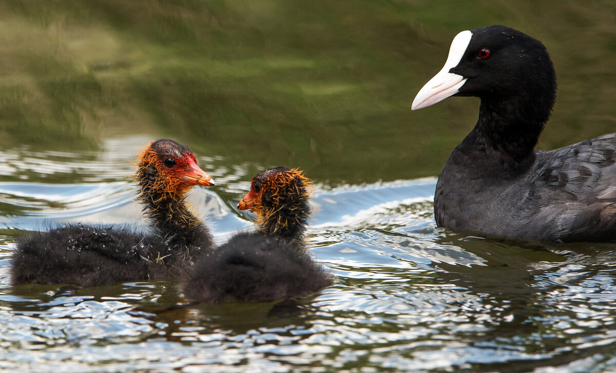 "А ты совсем не похож на маму!" - Владимир Безбородов "А ты совсем не похож на маму!" - Владимир Безбородов