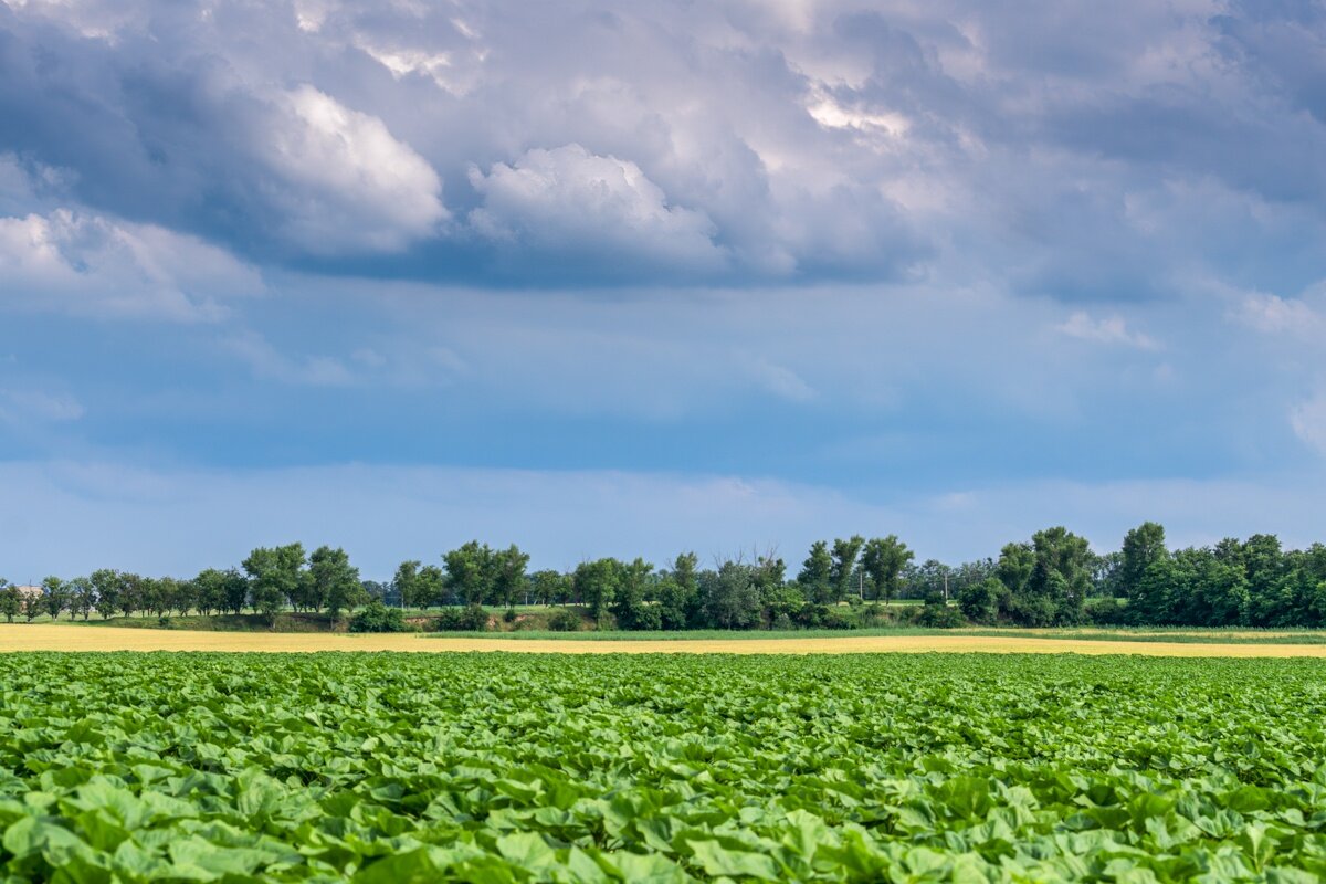 Поле - Игорь Сикорский