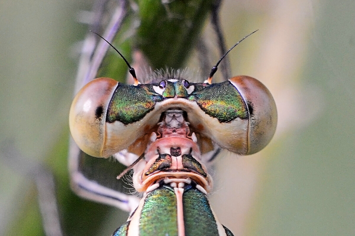 Голова  стрекозы.  Вид  сзади. - Геннадий Супрун