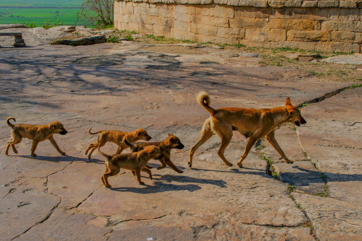 Семья собак также идут в храм Митавали - Георгий А