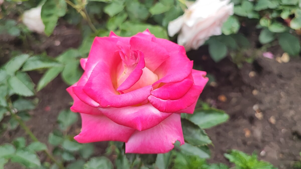 ,,, - Сергей Тимоновский