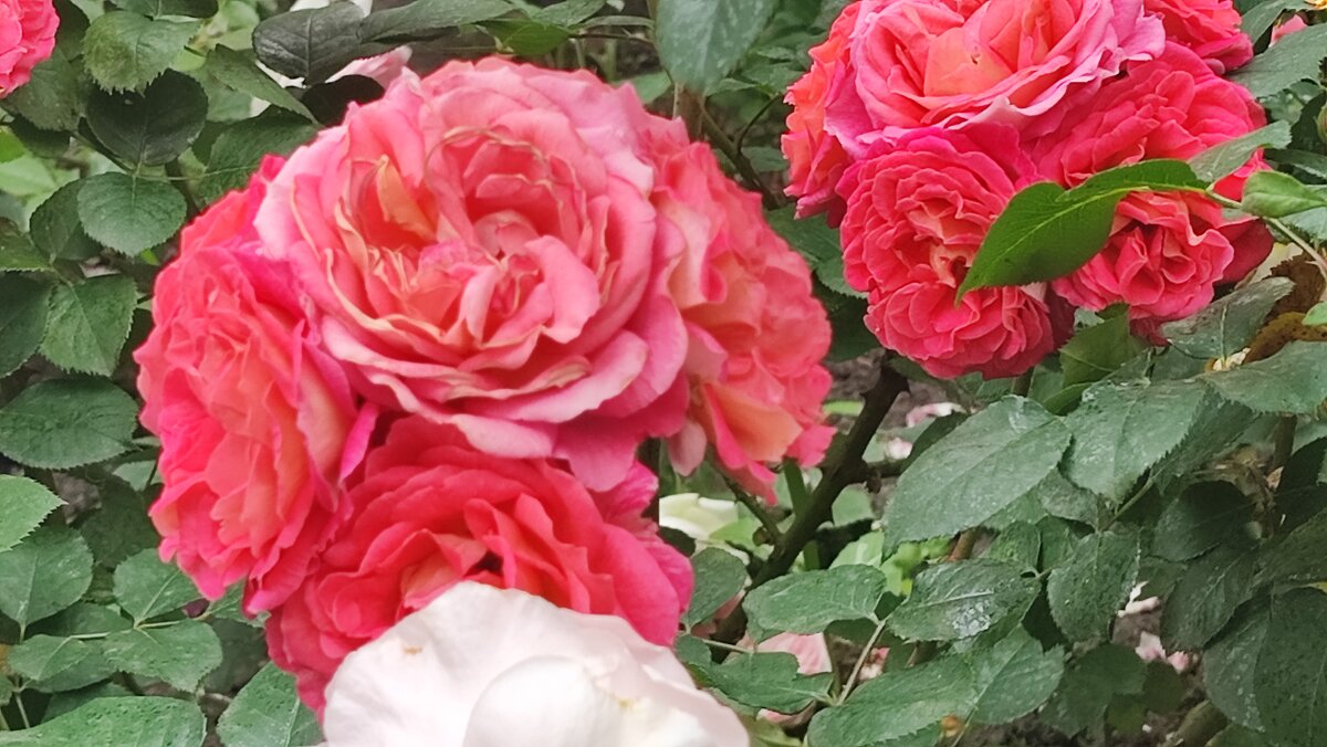 ,,, - Сергей Тимоновский ,,, - Сергей Тимоновский