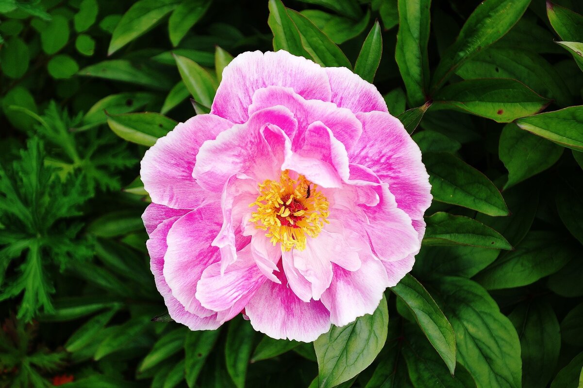 Пион - Рита Симонова