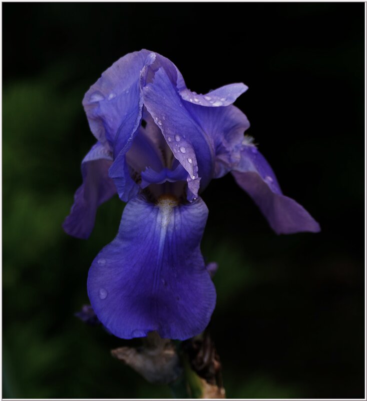 ПОСЛЕ ДОЖДЯ... - Elvira E. 