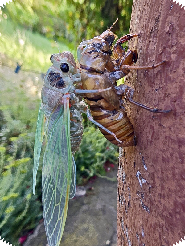 Выход цикады из куколки - Nina Streapan